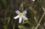 Southern butterwort